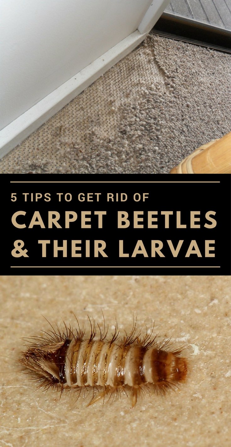 8 Images How Do You Get Rid Of Carpet Beetles In Your Car ...