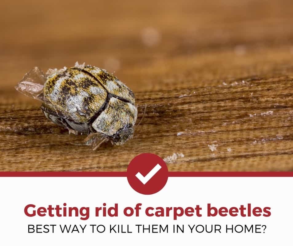 8 Images How To Get Rid Of Carpet Beetles Permanently And ...