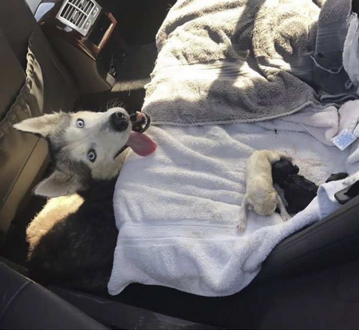 âI Have A Husky Giving Birth In The Back Of My Car. Please ...