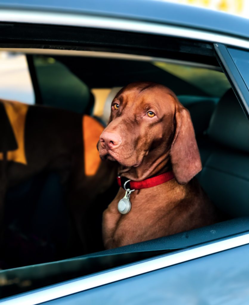 Car sickness in dogs: Why it happens and what to do