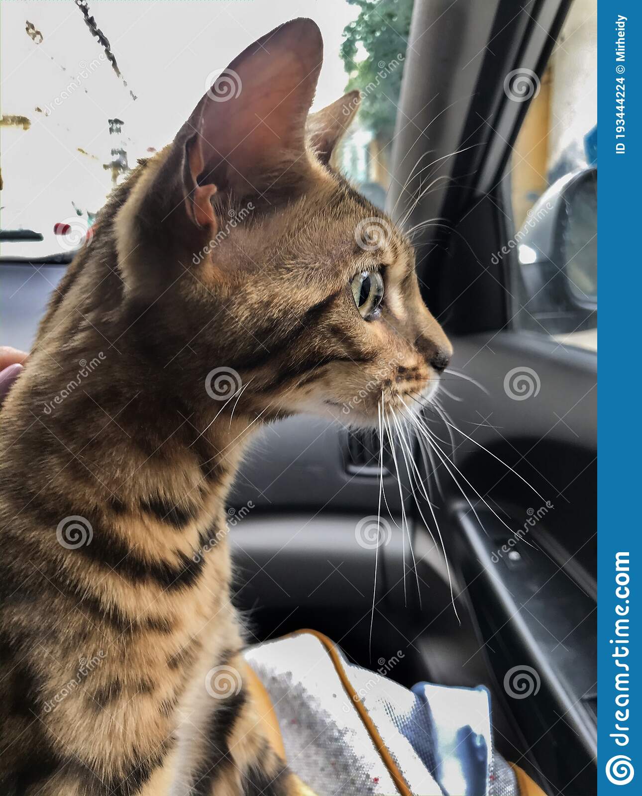 Cat Travels In The Car And Sit In The Lap Of The Owner. Pedigree ...