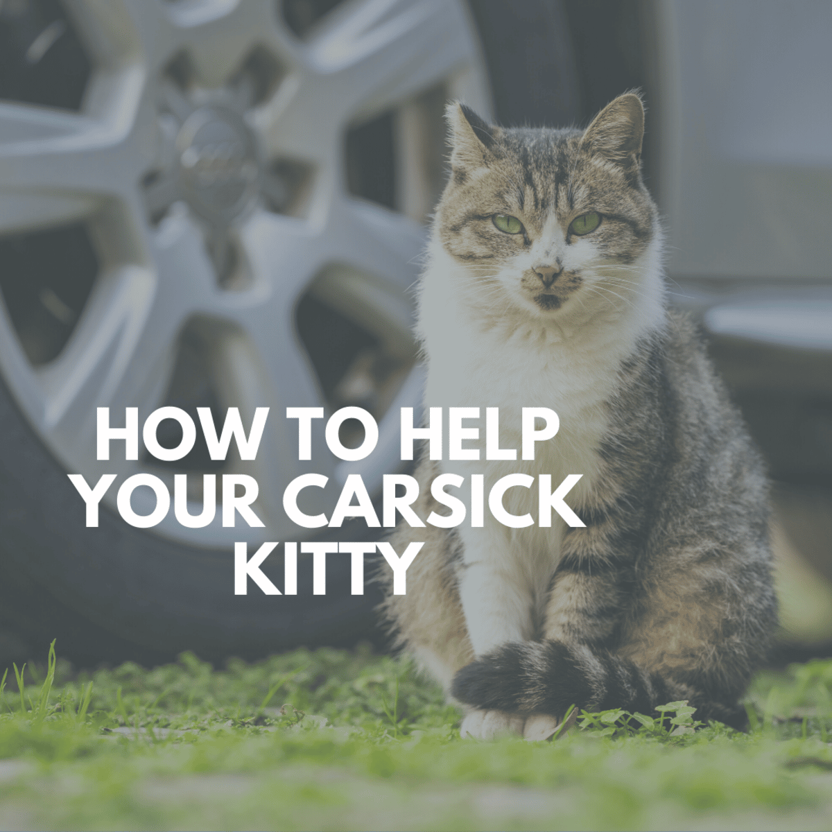 Cats Get Carsick, Too: Tips for Calming Kitty