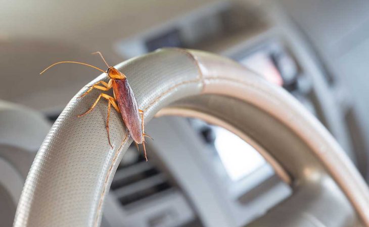 Cockroach In Car / Top 5 Best Cockroach Traps 2021 Review Pest ...