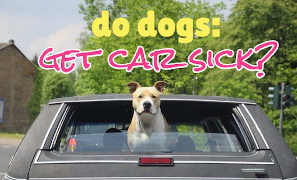 Do Dogs Get Car Sick? Yes! Learn How to Prevent It Here!