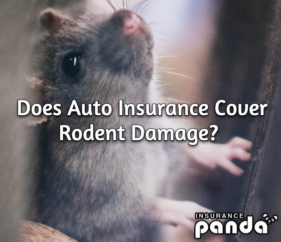 Does Auto Insurance Cover Rodent Damage?
