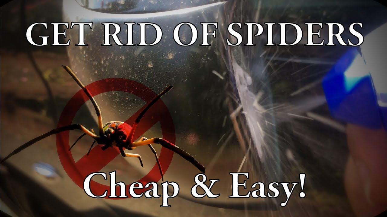 Get Rid Of Spiders Cheap & Easy! (from your car)