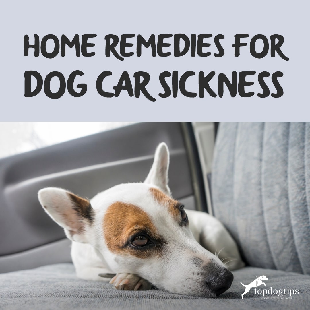 Home Remedies for Dog Car Sickness  Top Dog Tips