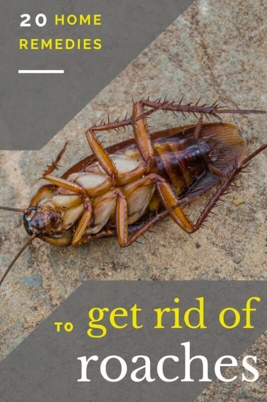 Home Remedies To Get Rid Of Roaches In Your Car