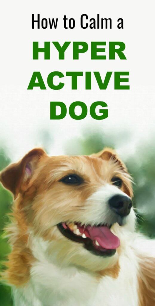 How to Calm a Hyperactive Dog