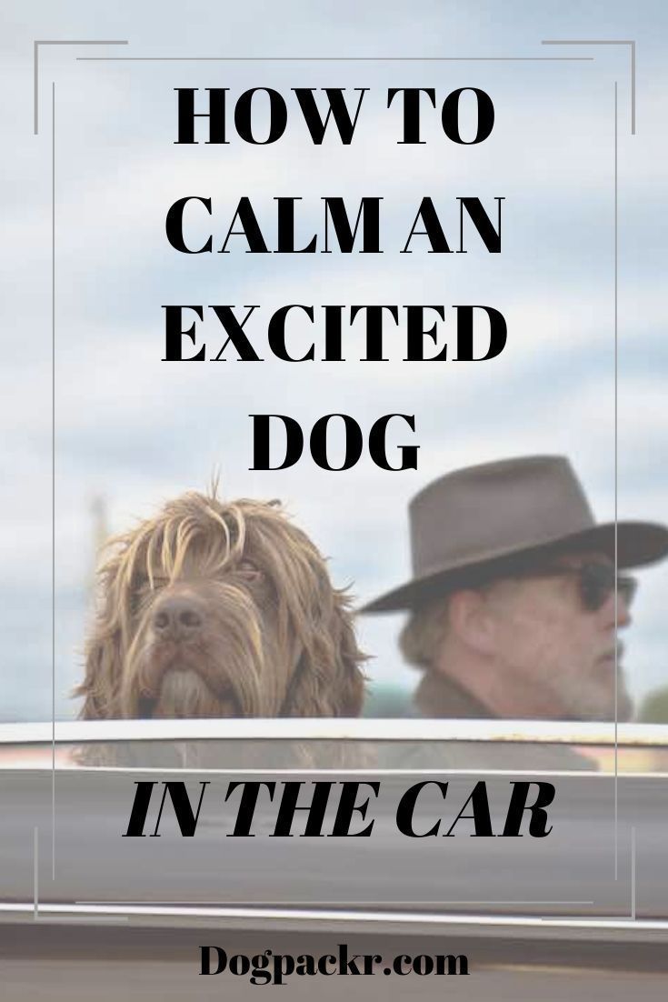 How to calm an excited dog in the car in 2020