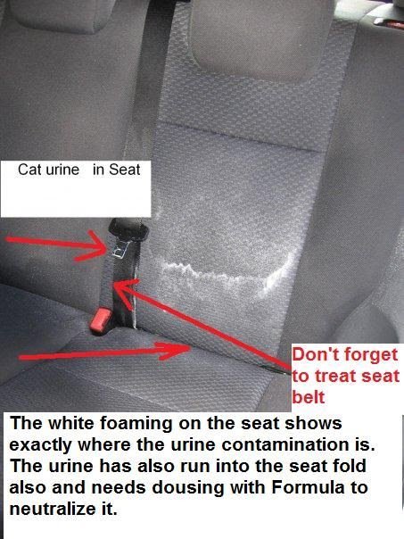 How To Get Cat Pee Smell Out Of Car Seat