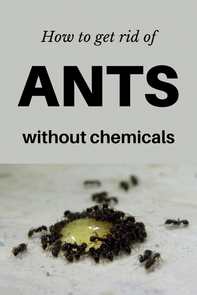 How to get rid of ants without chemicals
