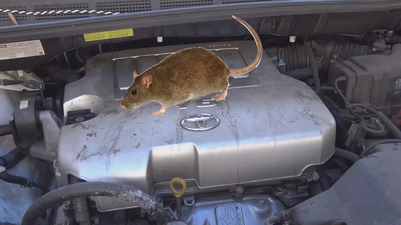 How To Get Rid Of Mouse Smell In Truck