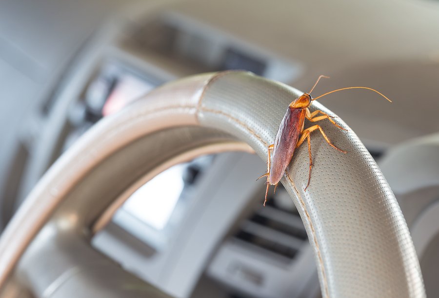 How to Get Rid of Roaches in a Car