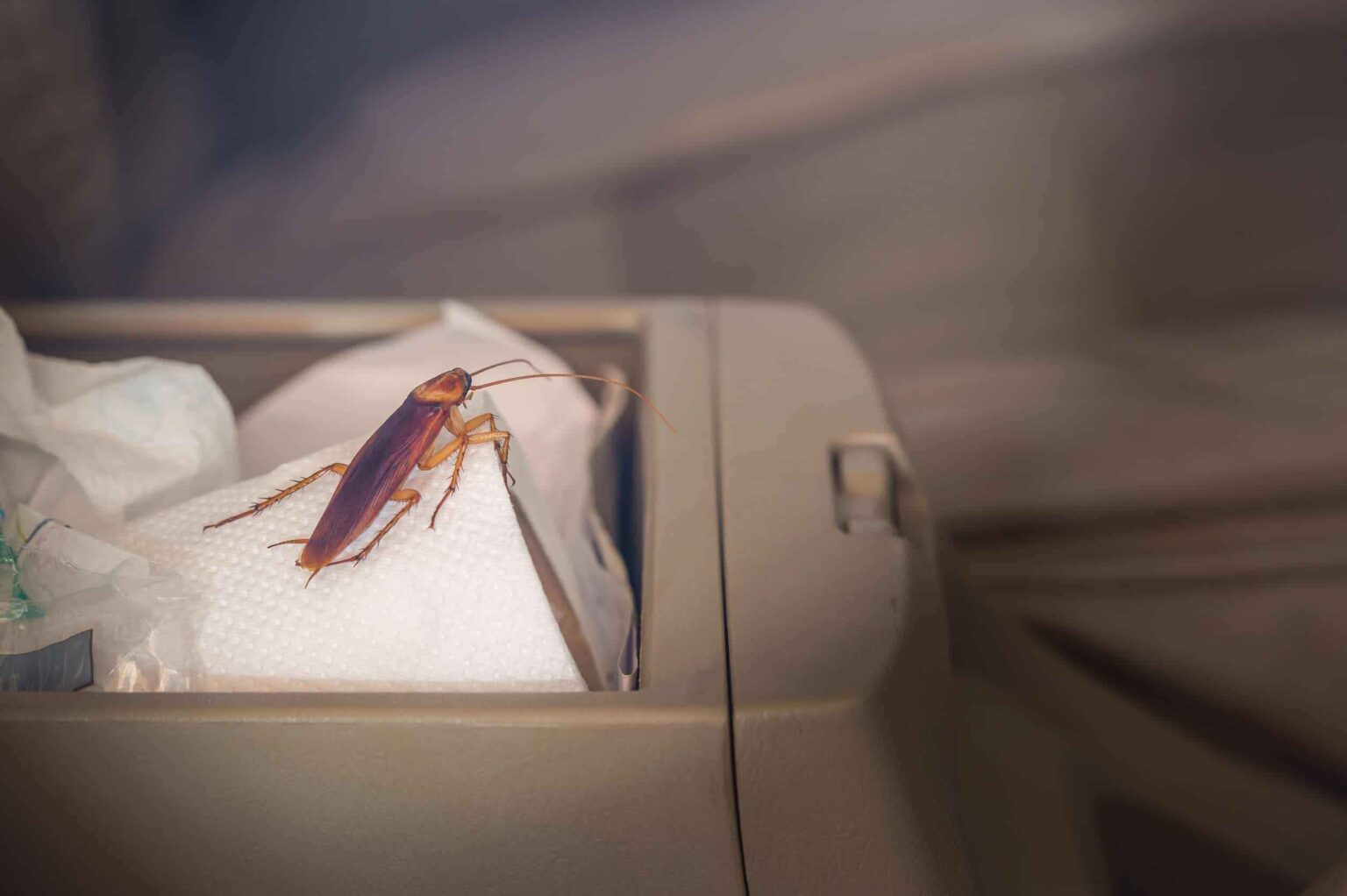 How to Get Rid of Roaches in Car Fast Naturally/with ...