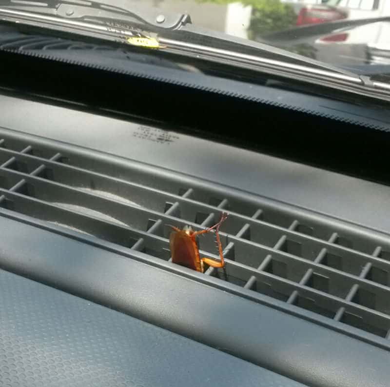 How To Get Rid Of Roaches In The Car