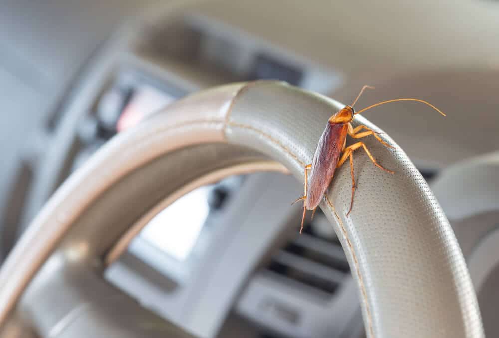 How to Get Rid of Roaches in Your Car (Cheapest, Fastest Ways)