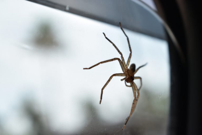 How to Get Rid of Spiders in the Car