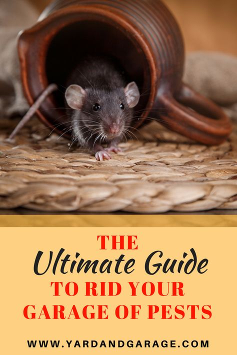 How to Keep Bugs, Rodents, and Other Pests Out of Your Garage