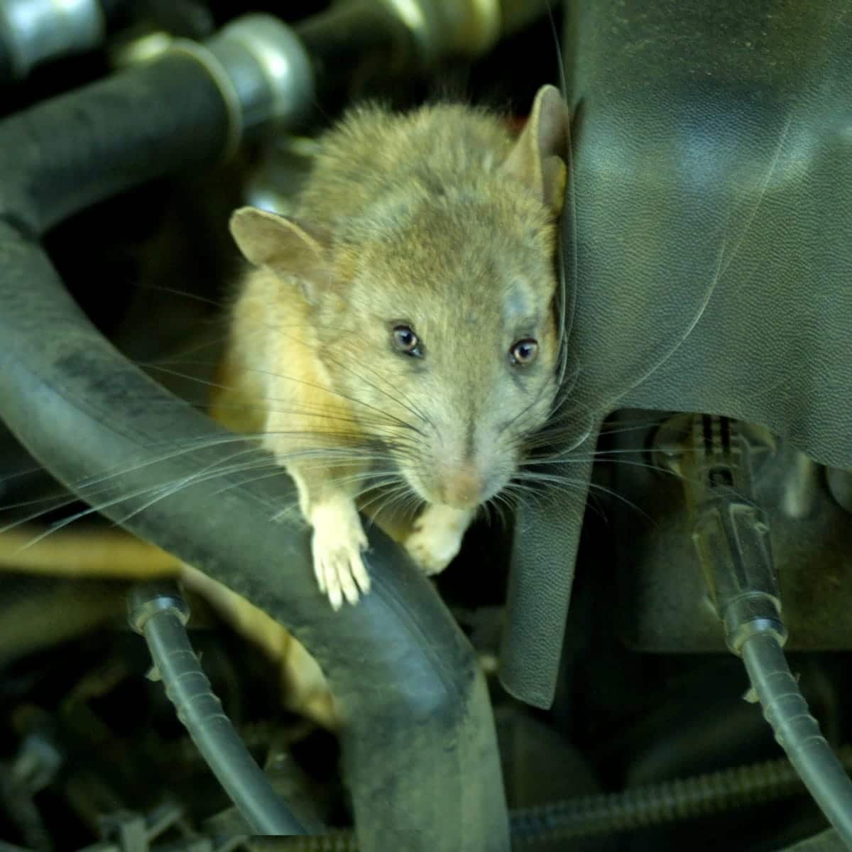How To Keep Mice Out Of Car Air Filter