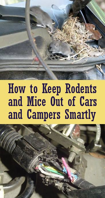 How to Keep Mice, Rats and Other Rodents out of Your Car ...