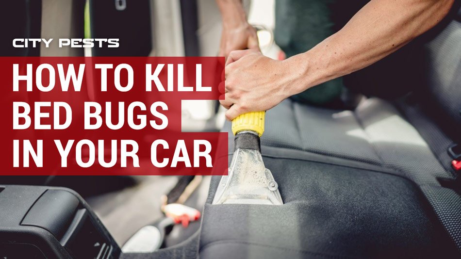 How to kill bed bugs in a car