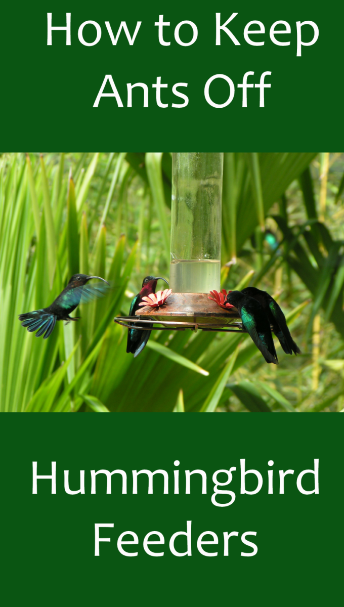 How to Prevent Ants on Hummingbird Feeders