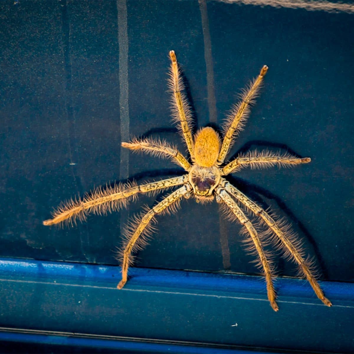 How to Quickly Get Rid of Spiders In Your Car