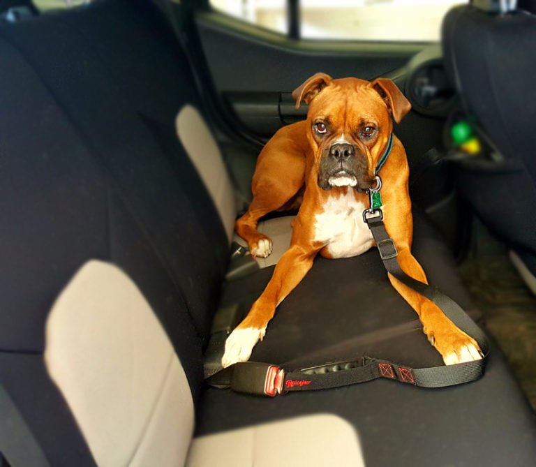 How to secure dog in car with leash