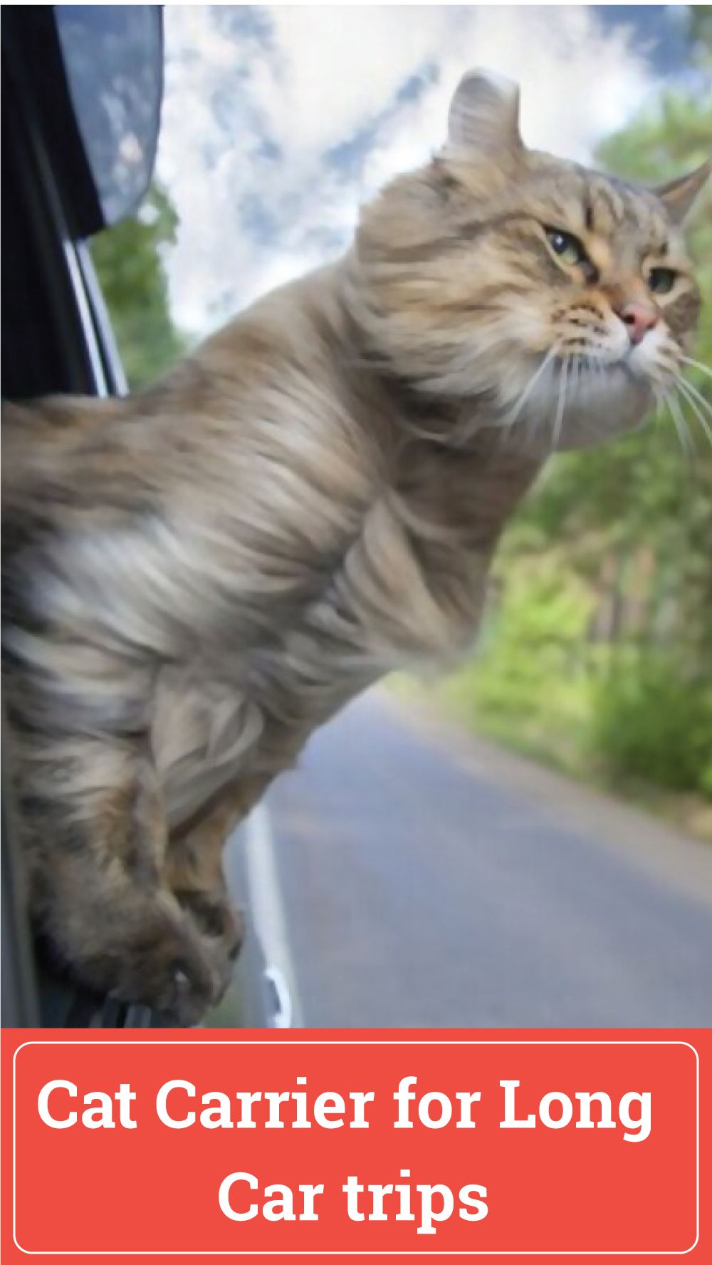 How to Travel with Cats in a Car Long Distance
