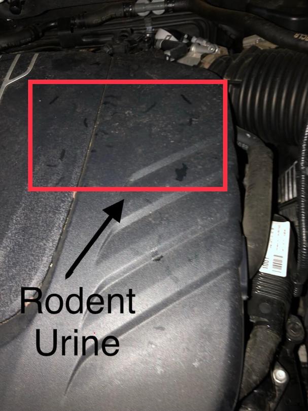 Rodent Urine on Engine Cover