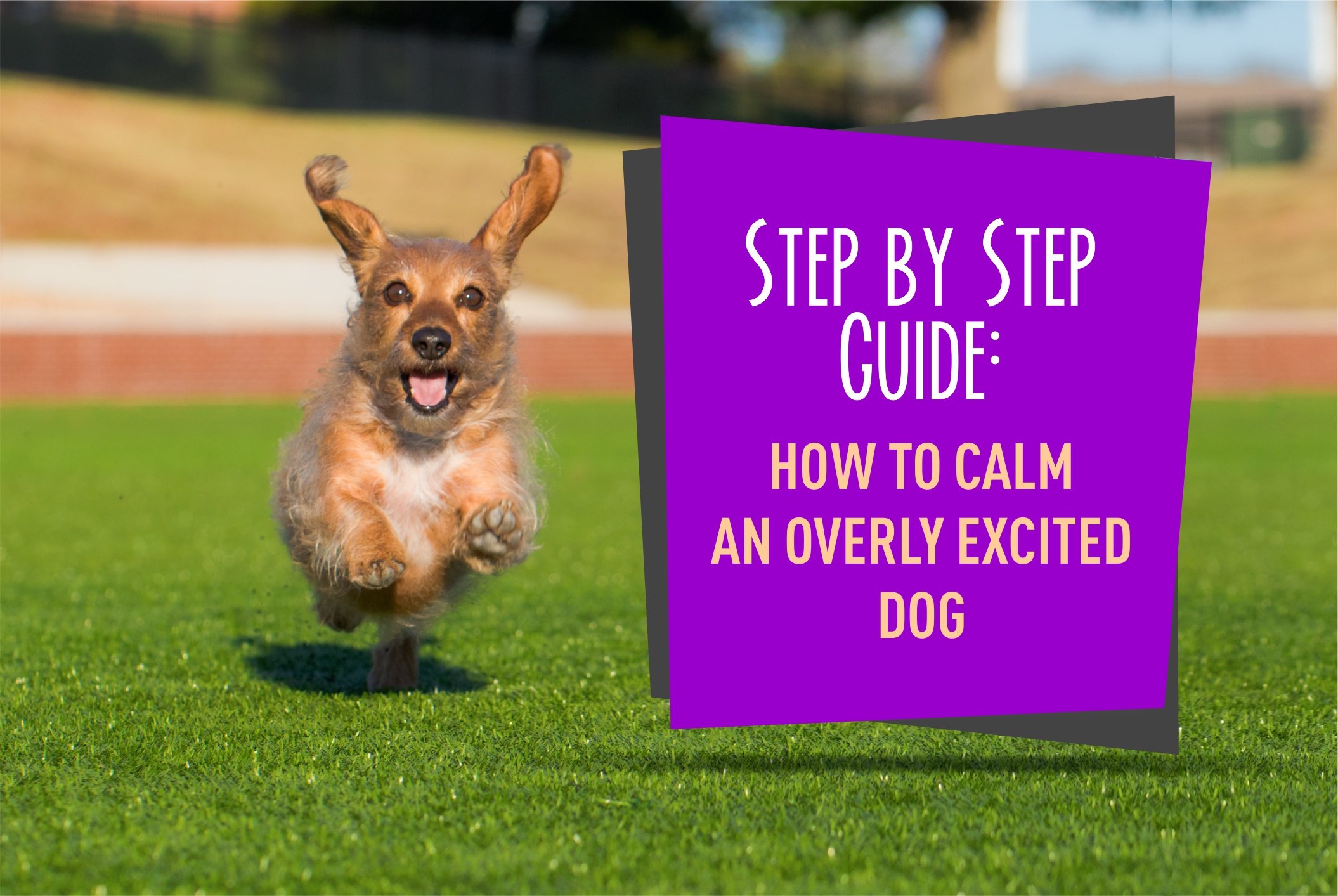 Step by Step Guide on How to Calm an Overly Excited Dog ...