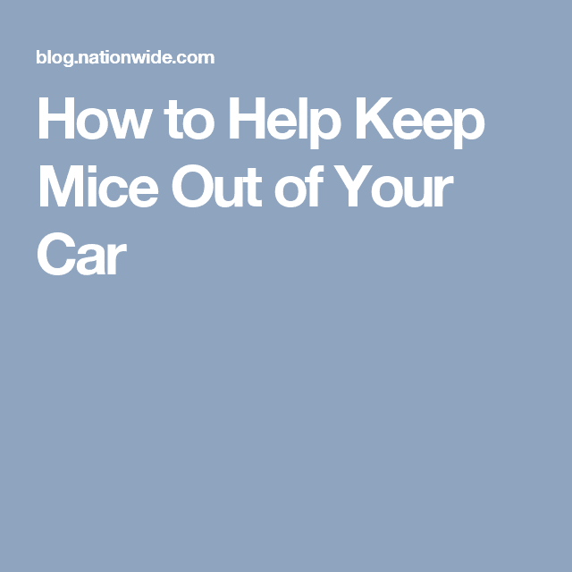 Tips to Keep Mice Out of Your Car