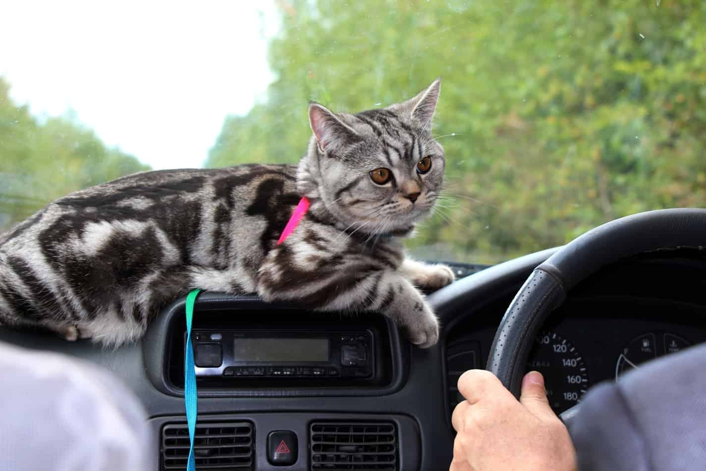 Traveling with a Cat in a Car Long Distances: A Helpful Guide