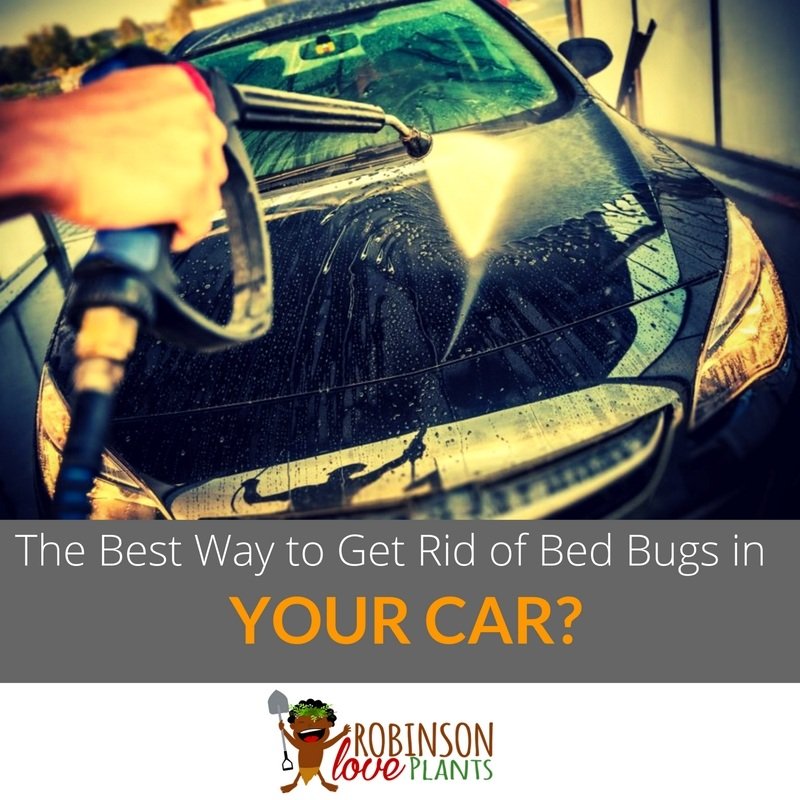 What is the Best Way to Get Rid of Bed Bugs in Your Car?